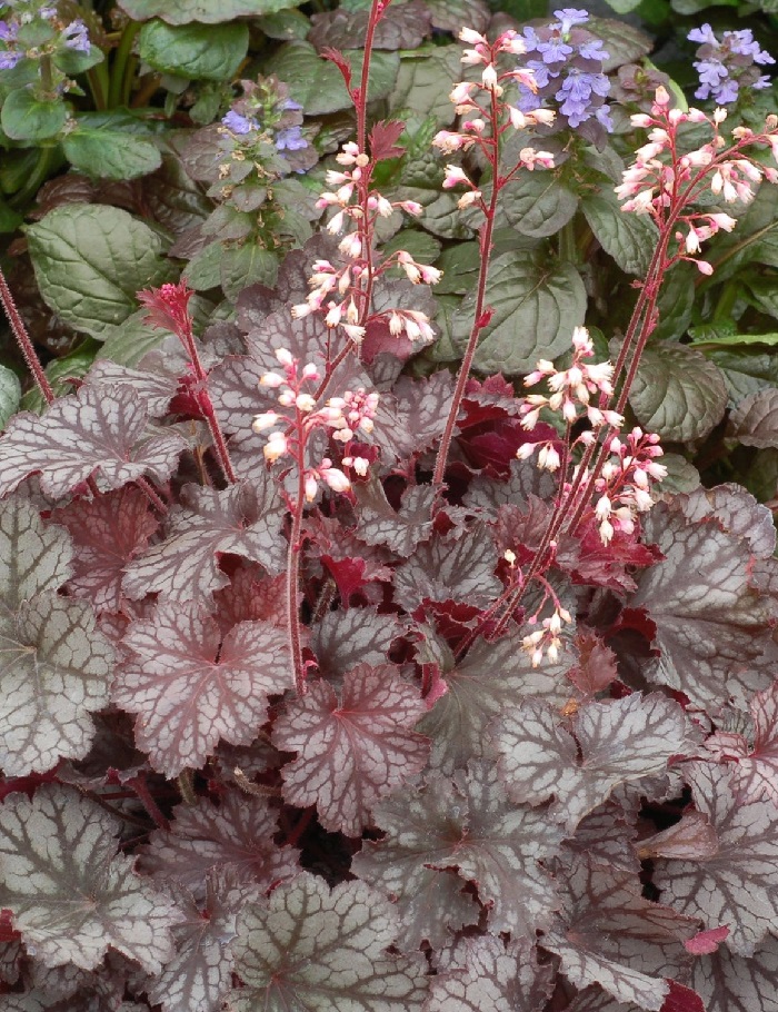 

Гейхера Регина ASF 1 шт Р9