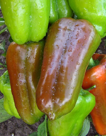 

Перец сладкий Гусар F1 10 шт цв.п.