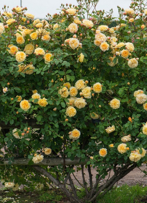 

Роза плетистая Тизинг Джорджия 1 шт