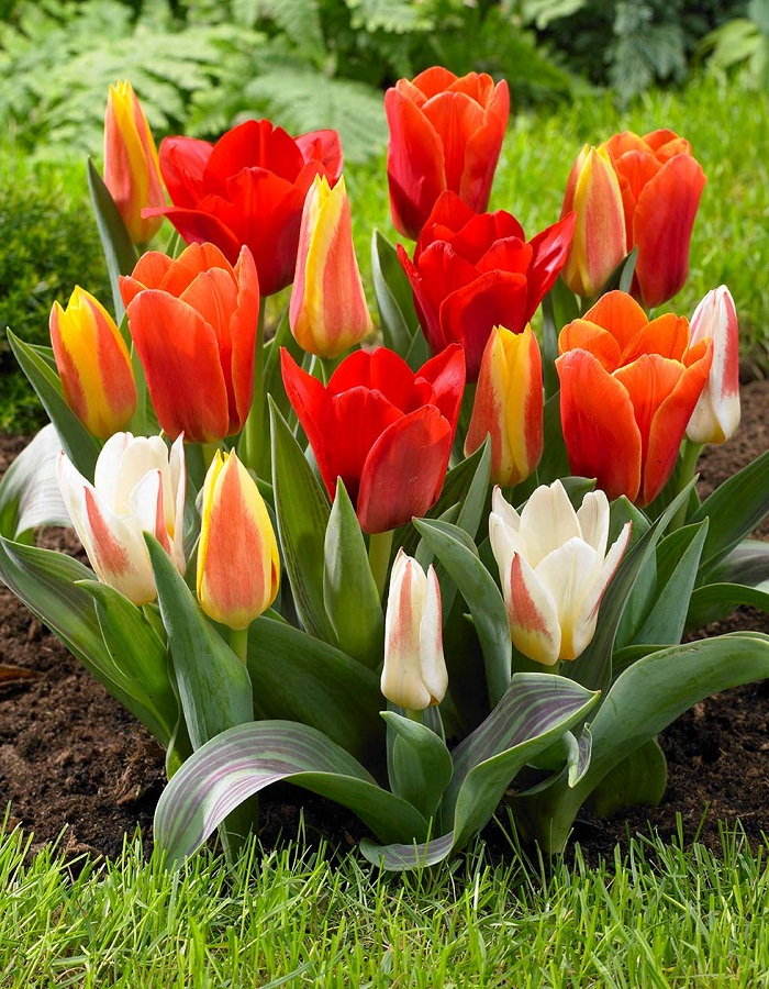 Набор Тюльпаны ботанические гибриды 9 шт крокусы ботанические микс 15 шт