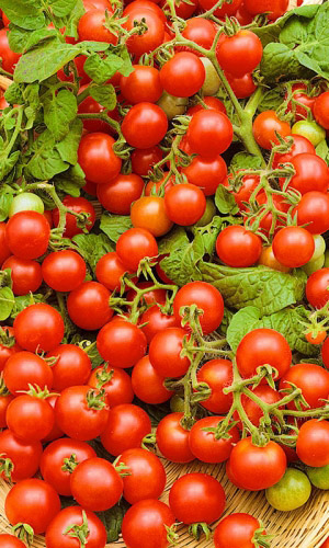 Томат Непасынкующийся Вишневовидный (УД) 20 шт