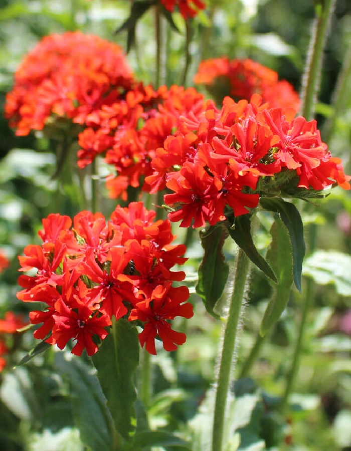 

Лихнис халцедонский ASF 1 шт Р9