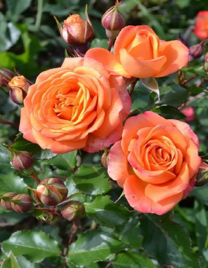 Роза бордюрная Импала Кордана 1 шт роза бордюрная самба 1 шт