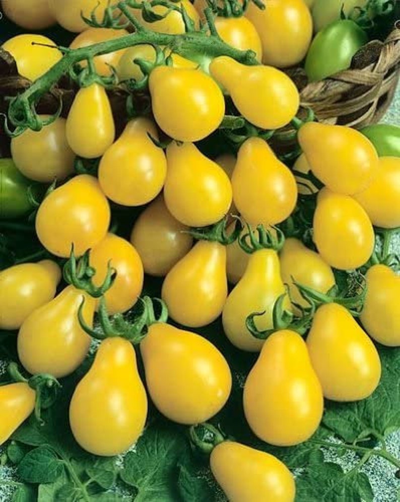 Томат Сибирская груша желтая (УД) 20 шт цв.п семена томат груша черная