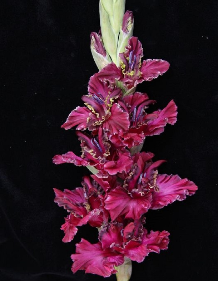 

Гладиолус Лия Ахеджакова