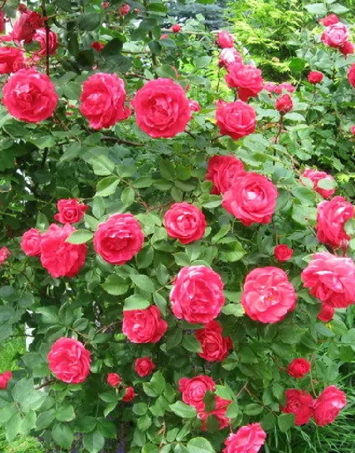 

Роза кустовая Александр Маккендзи