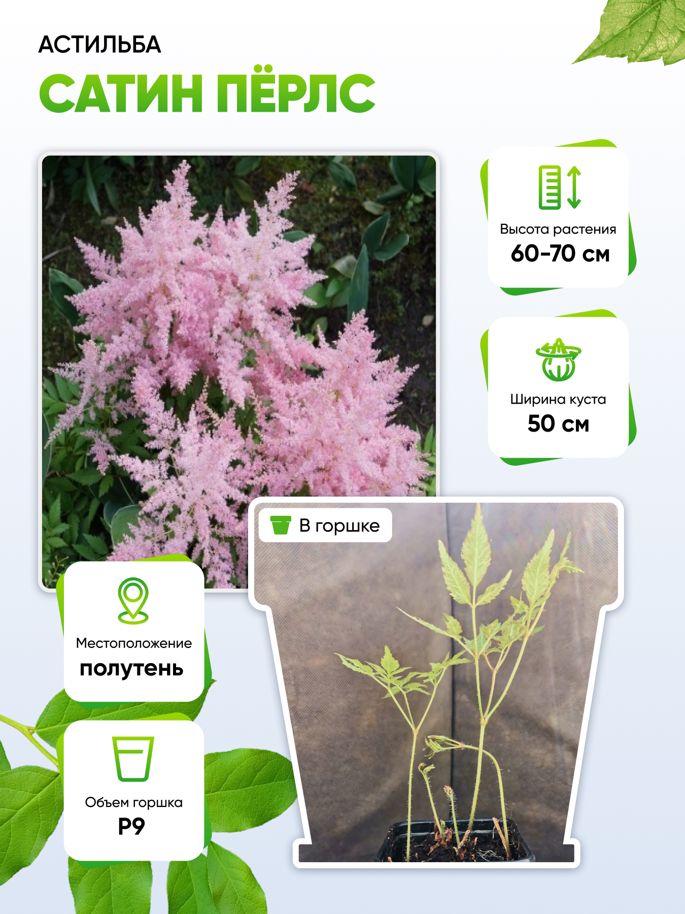 

Астильба Сатин Пёрлс 1 шт Р9