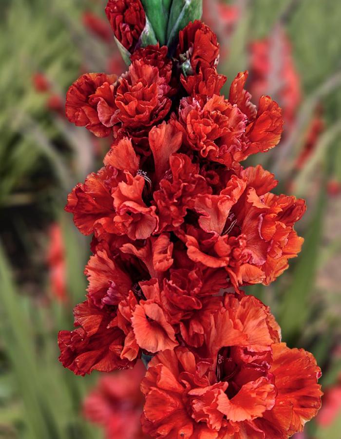 

Гладиолус Метель Августа