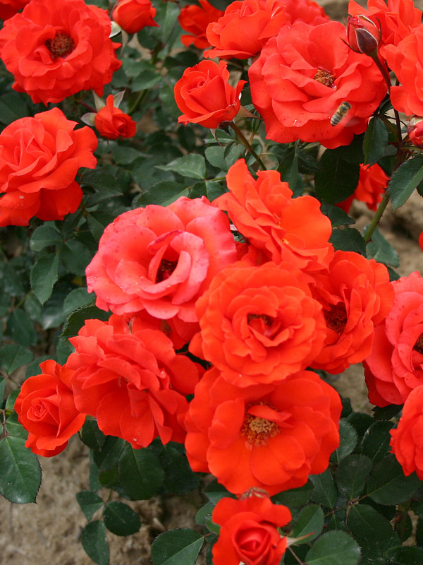 Роза спрей Файер Кинг