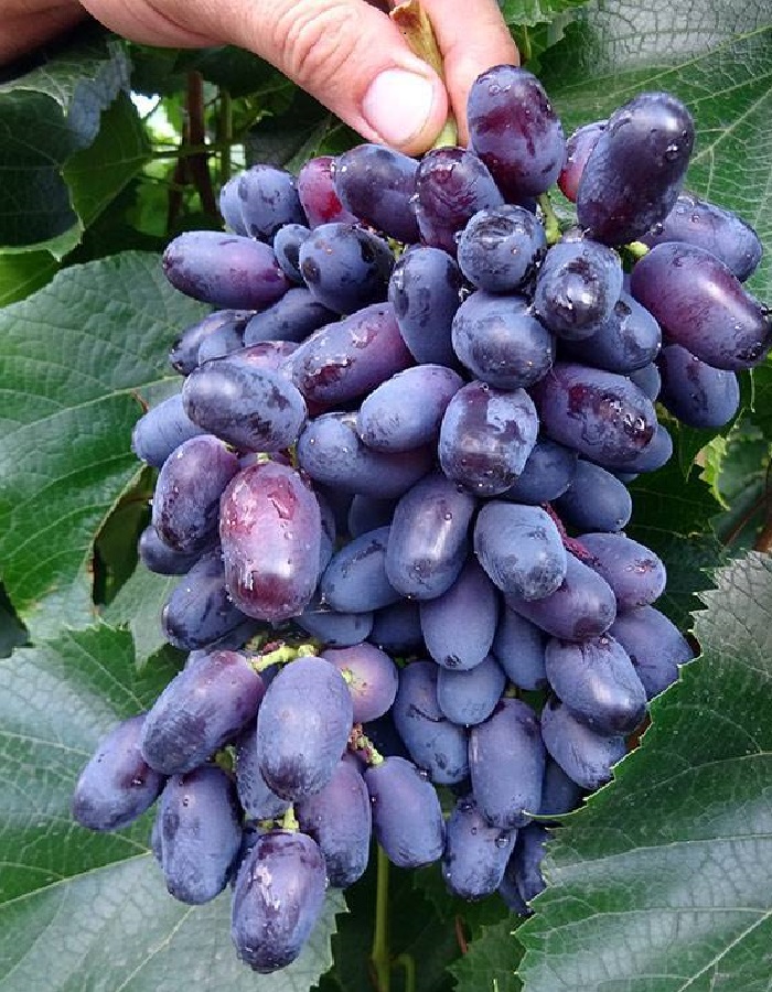 Виноград плодовый Каталония 1 шт