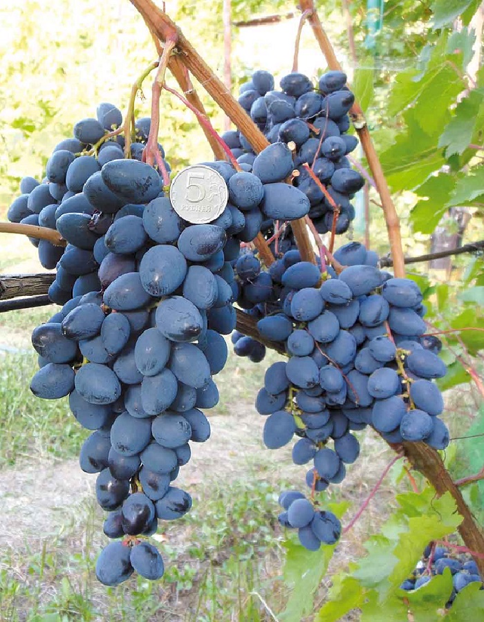 Виноград плодовый Амурский триумф 1 шт