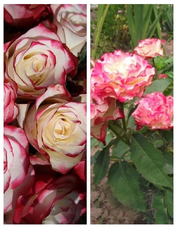 Набор роз Робкий поцелуй 2 саженца набор роз улыбка осени 2 саженца