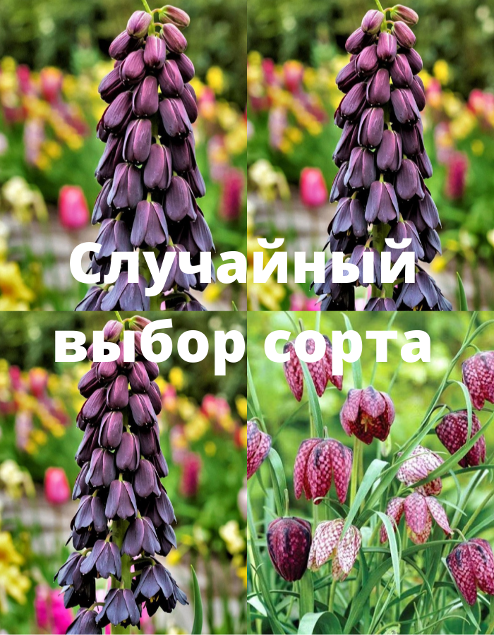 

Фритиллярия в ассортименте 1 уп (1 шт.) фракция 20/22