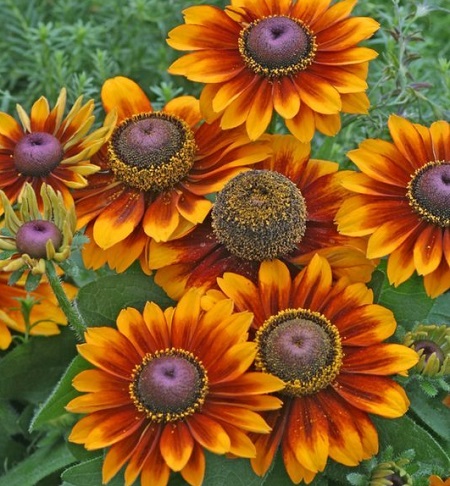 Рудбекия волосистая Тото Рустик  ASF 1 шт Р9