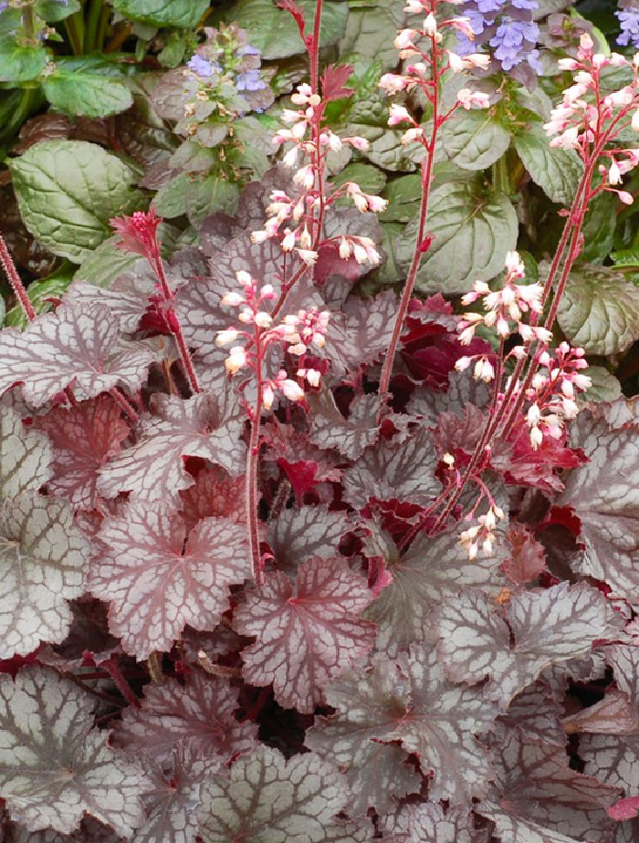 

Гейхера Минимаус 1 шт ASF Р9