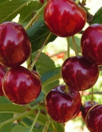 

Вишня Живица (Prunus cerasus) 1 шт