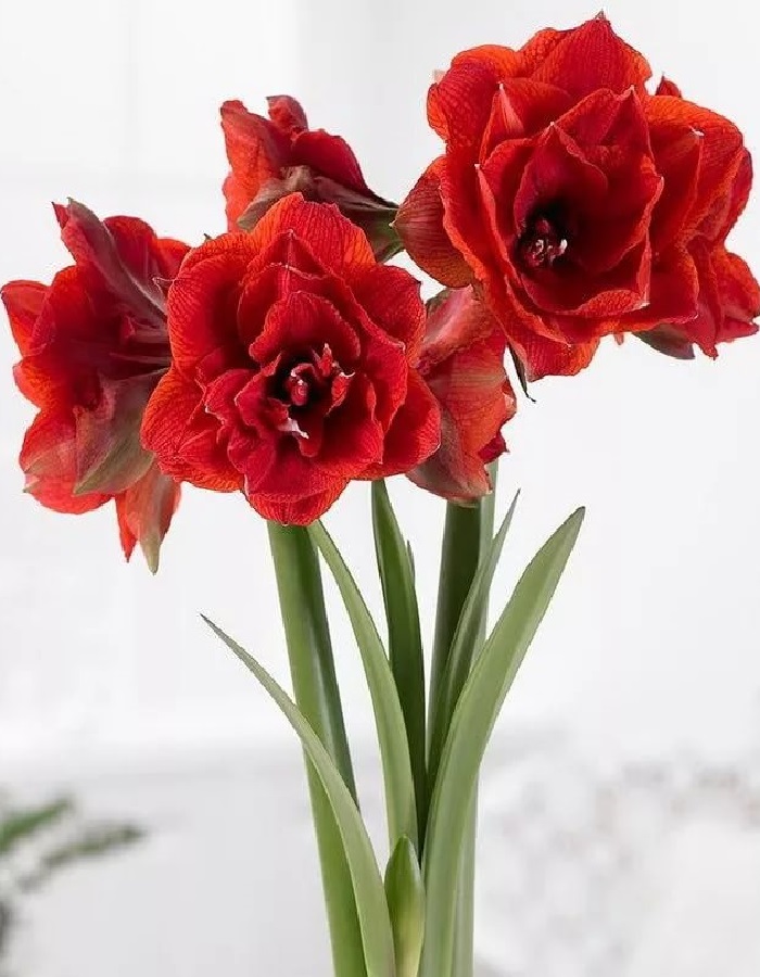 

Амариллис Дабл Кинг