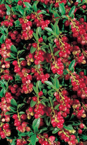 Брусника Красная Поляна (УД) 20 шт. цв.п.