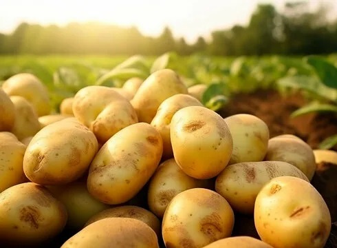 Распродажа картофеля-68%