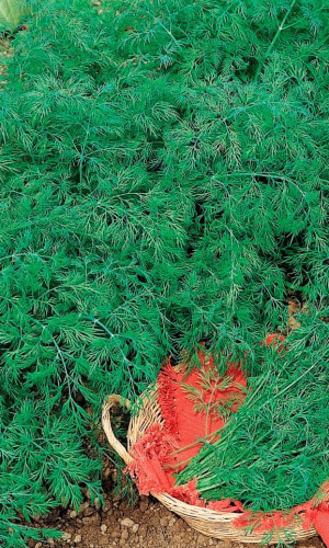 Укроп Дважды Ароматный (УД) 2 гр цв.п.