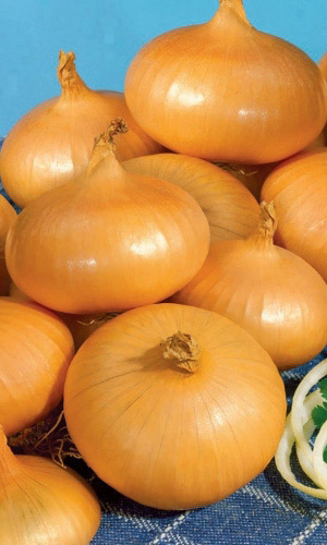 Лук репчатый Золотые Купола (УД) 0,25гр цв.п.