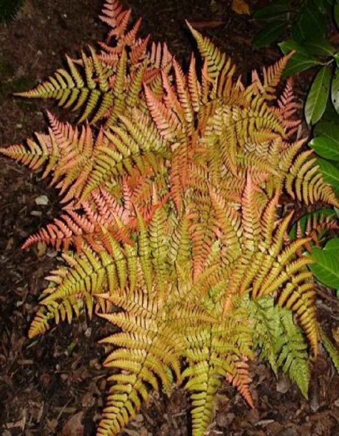 

Папоротник щитовник красносорусовый Пролифика 1 шт Р9