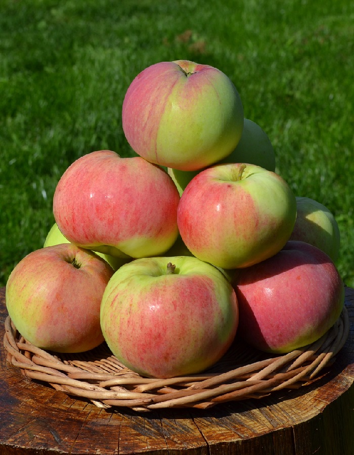 Купить яблоня Марат Бусурин 1 шт - Плодовые, Яблоня, арт: 10638 недорого вмагазине в Чебоксарах, цена 2023