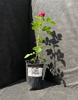 Роза чайно-гибридная Аскот