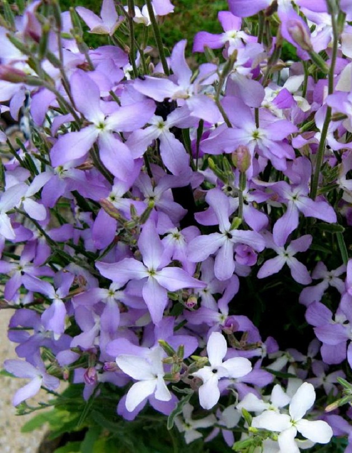 Маттиола Двурогая Лилово-розовая 03 гр 33₽