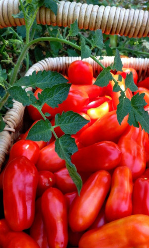 Томат Перцевидный (УД) 20 шт. цв.п.