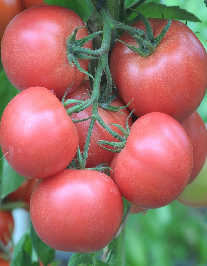 Томат Торбей F1 розовый (Bejo Zaden) 5 шт. цв.п семена томат розовый куб f1