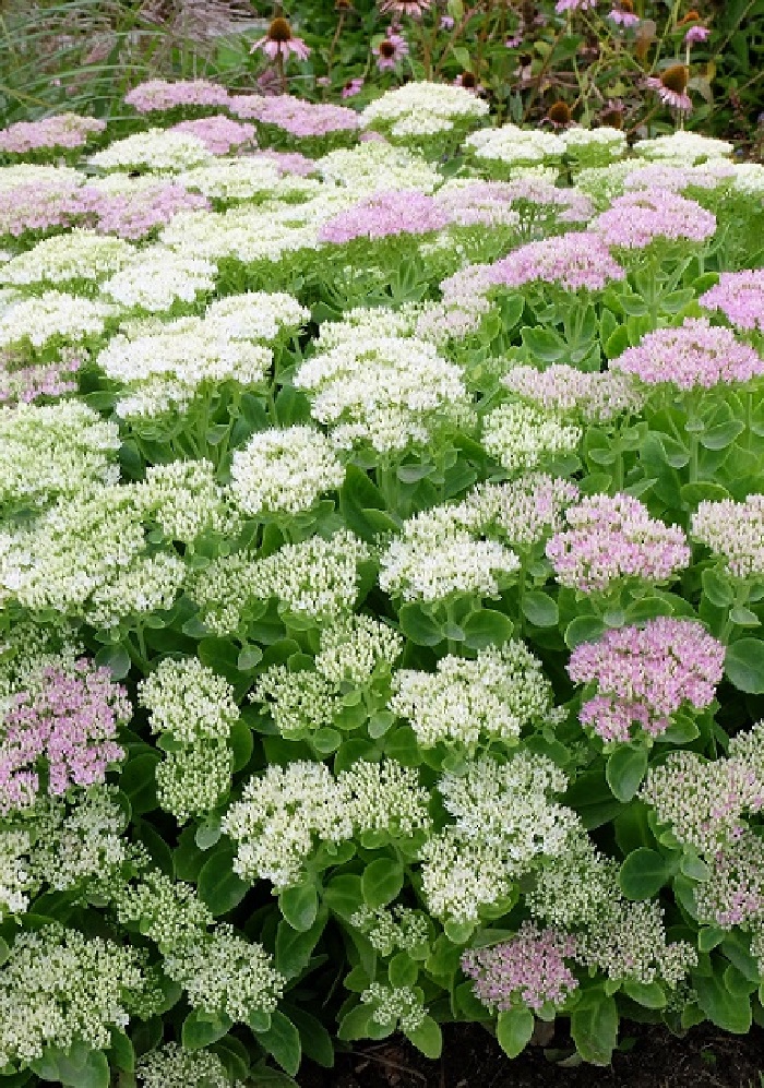 

Очиток видный Стар Даст 1 шт Р9