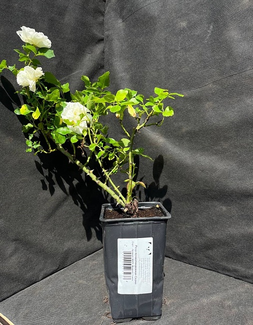 Роза почвопокровная Свани