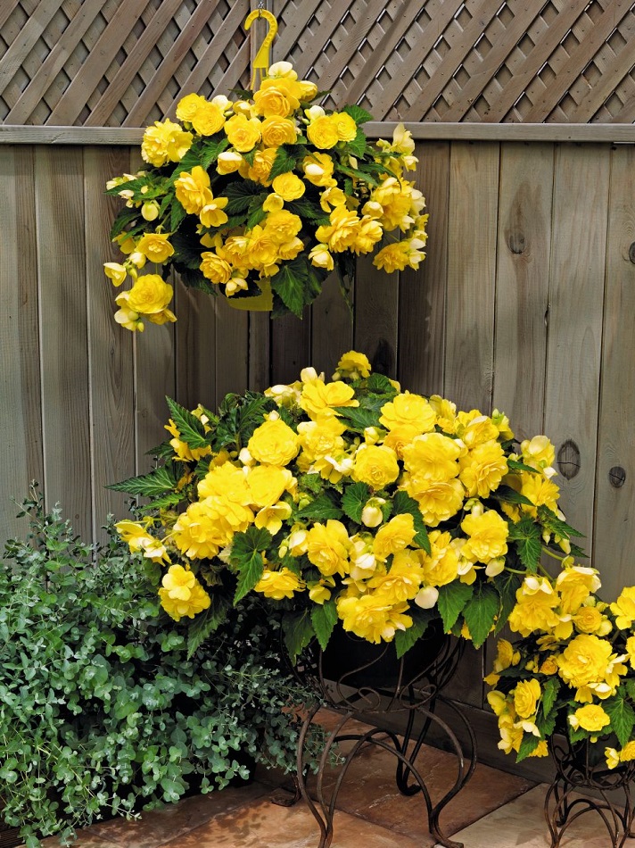 Бегония Ампельная Желтая 339₽