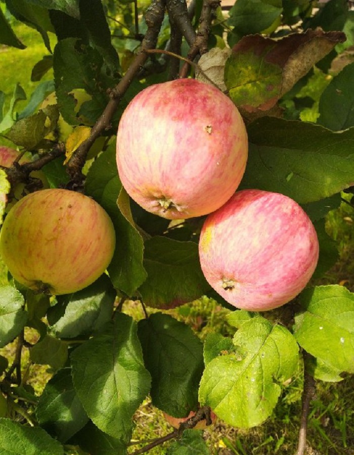 

Яблоня Осеннее полосатое