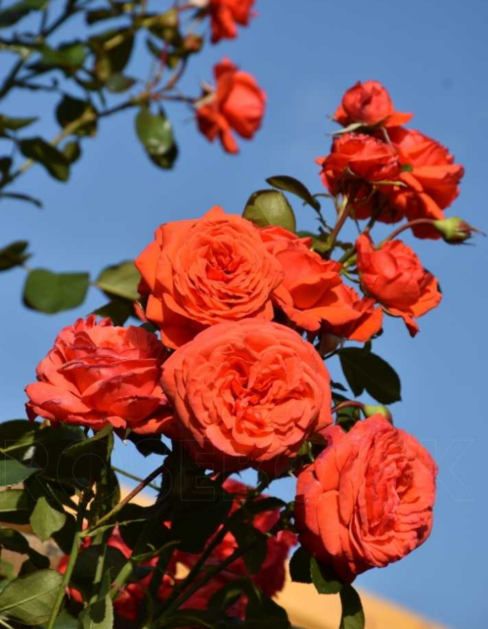Роза плетистая Салита 1 шт роза дюна плетистая топалович