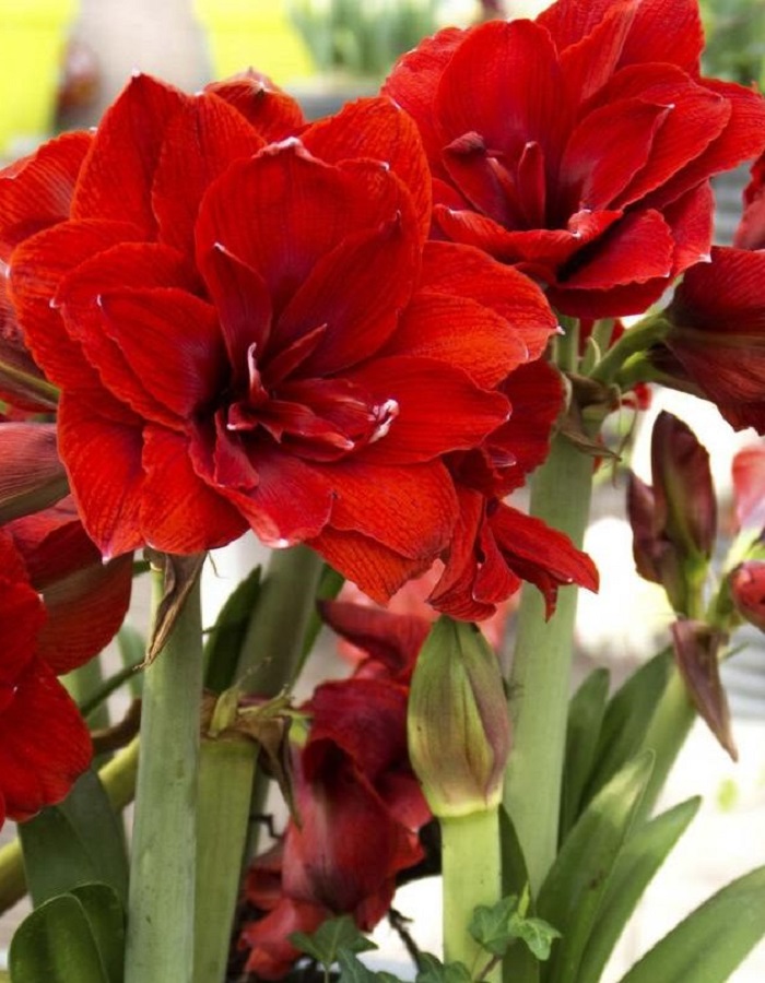 Амариллис Дабл Драгон 1 шт. тюльпан драгон кинг многоцветковый 5шт