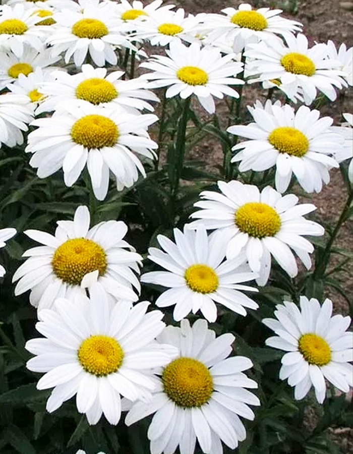 

Нивяник наибольший Белый танец (УД) 0,15 гр цв п