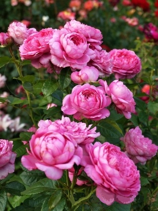 Роза кустовая Шанталь Марье