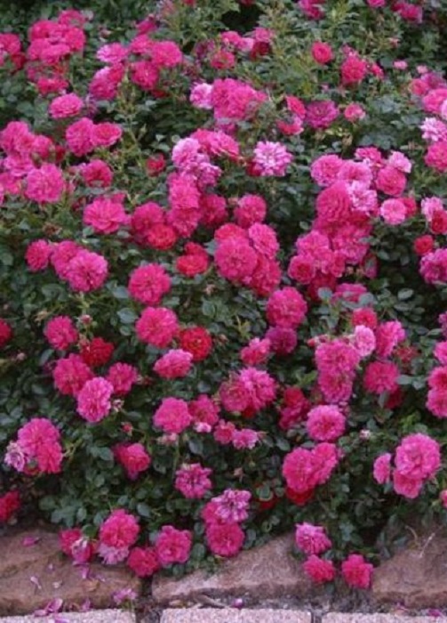 Роза почвопокровная Перл Рейн