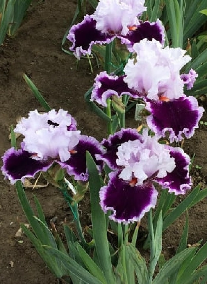 

Ирис Даринг Дисепшн 1 шт.