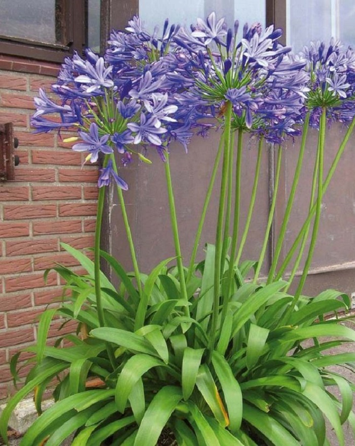 

Агапантус Блю Джиант 1 шт