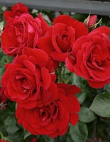 Роза плетистая Симпатия 1 шт роза шванензее плетистая топалович