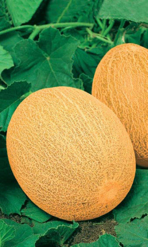 Дыня Ананас (УД) 10 шт, цв.п.