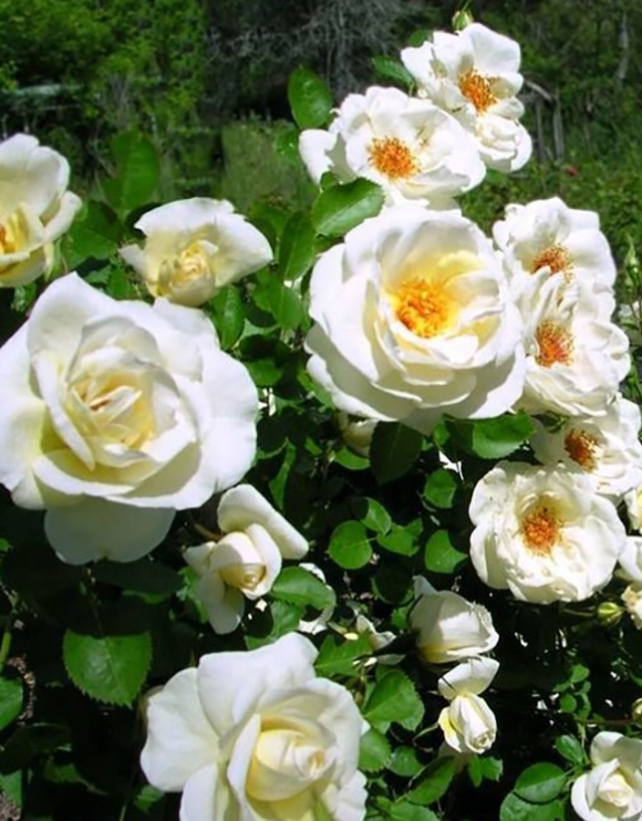 

Роза кустовая Джей Пи Коннел