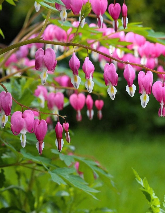 

Дицентра Пинк