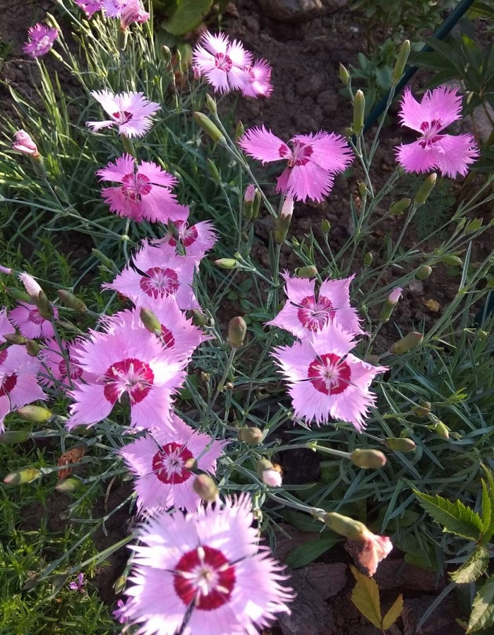 

Гвоздика перистая Балатон ASF 1 шт Р9