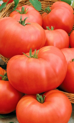 Томат Сибирский Тяжеловес (УД) 20 шт цв.п