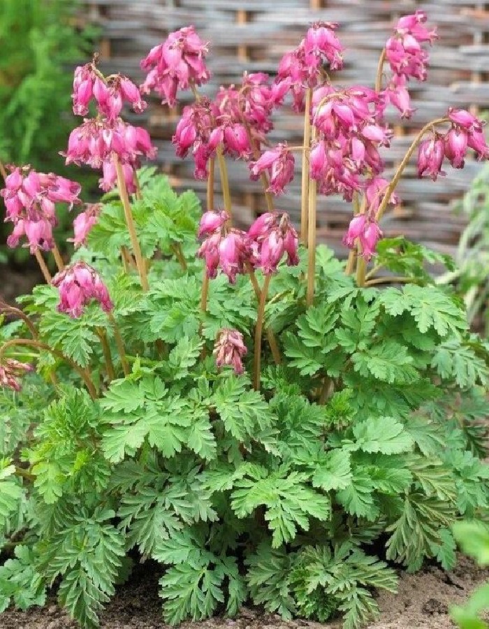 

Дицентра Формоза