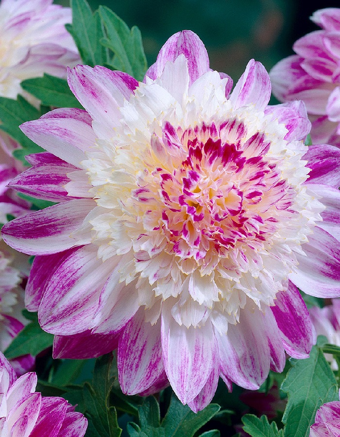 

Георгина Кью Сера 1шт